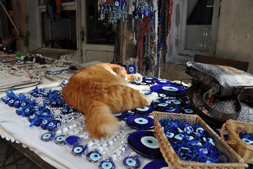 Cat on a vendor table